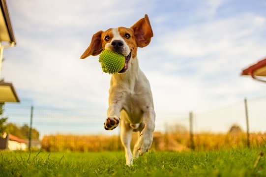 pies biegający z piłką